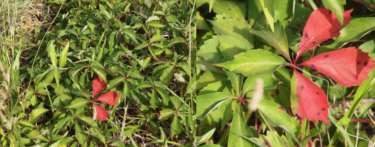 [Two photos spliced together. The image on the left shows a large section of this vine which grows leaves in sets of five (palmate). One set has three red leaves. The right image is a close view of the palmate with the three red leaves. ]